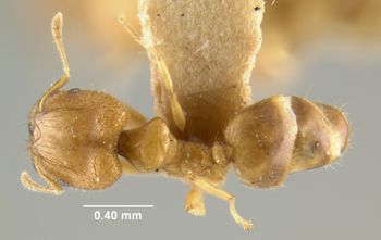 Media type: image;   Entomology 20670 Aspect: habitus dorsal view